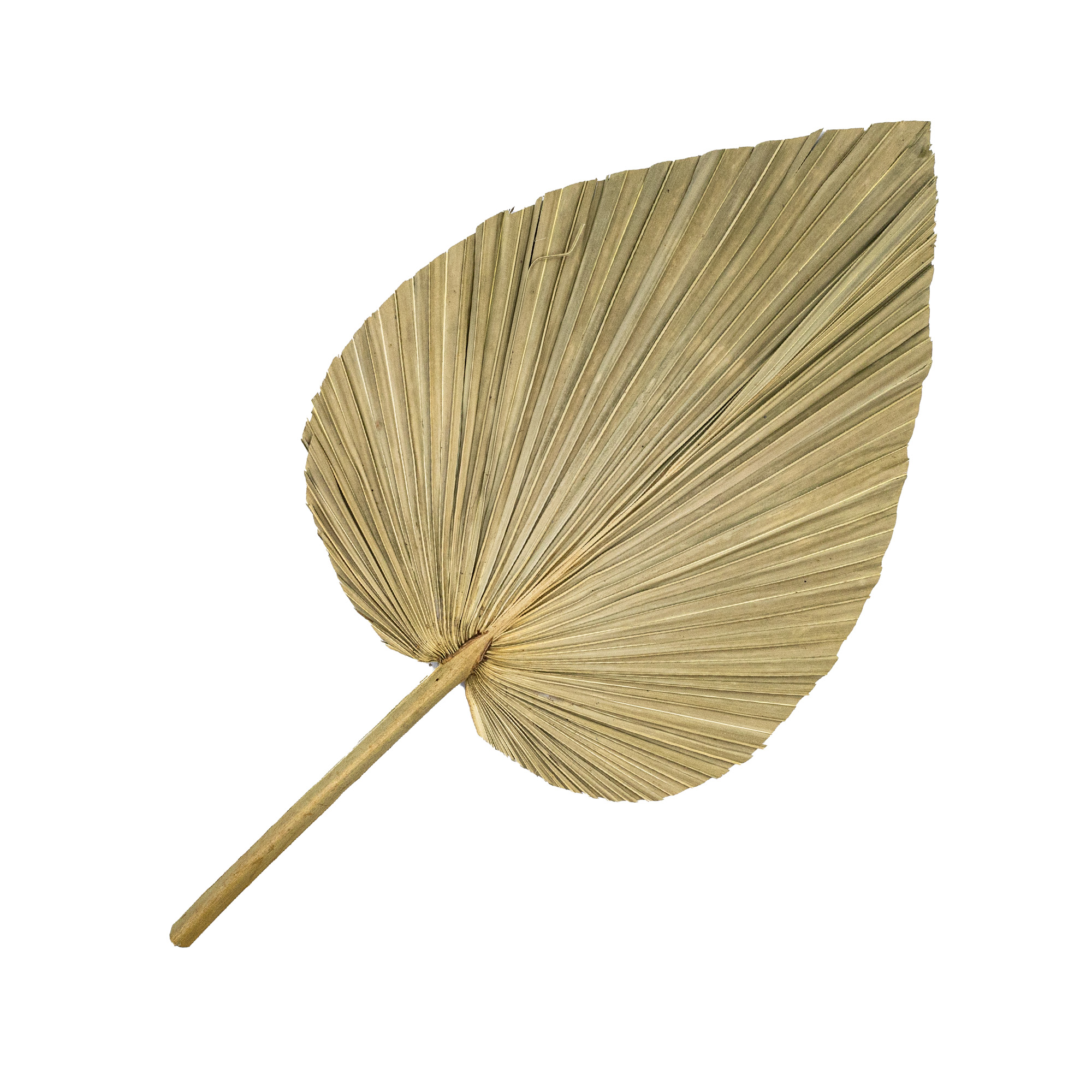 Dry cattail leaf